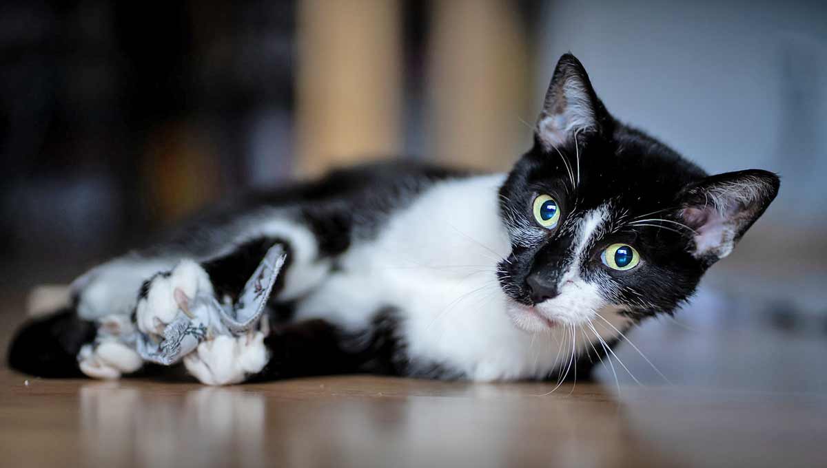 black and white cat playing