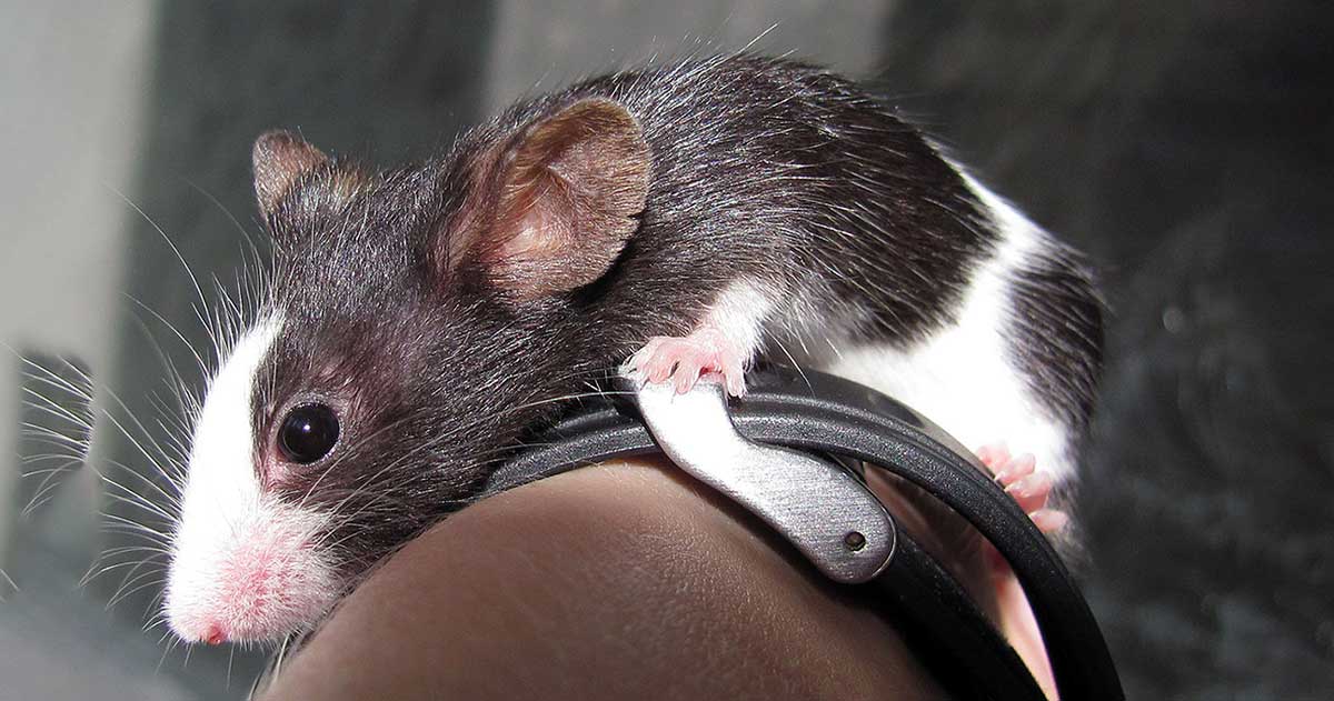 black and white mouse