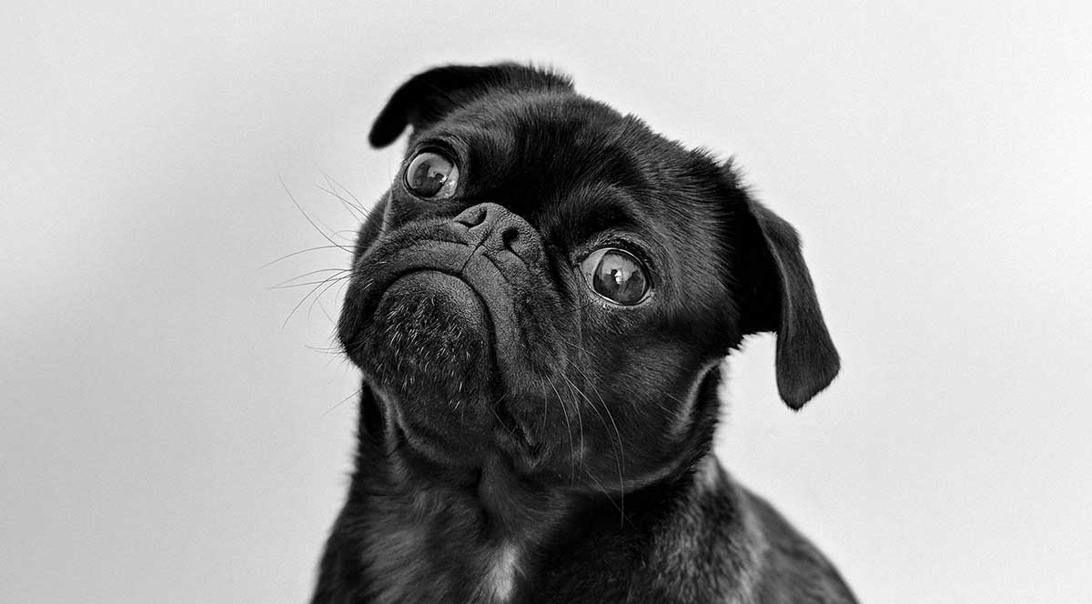 black pug