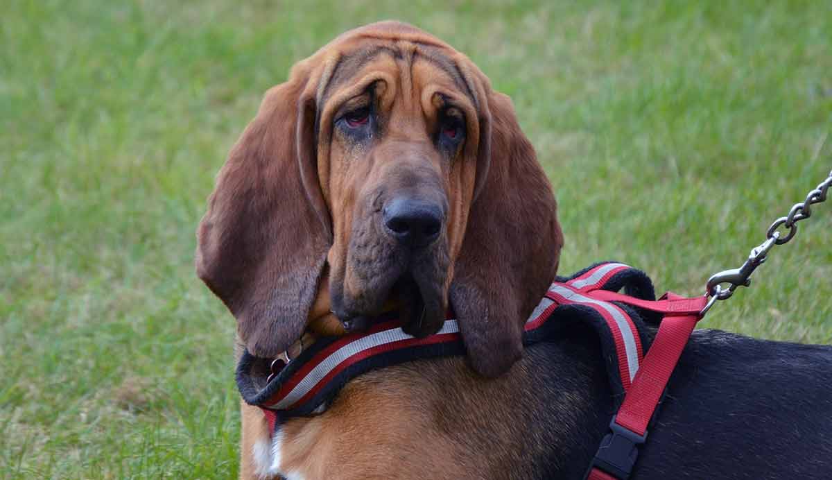 bloodhound red dog leash nature