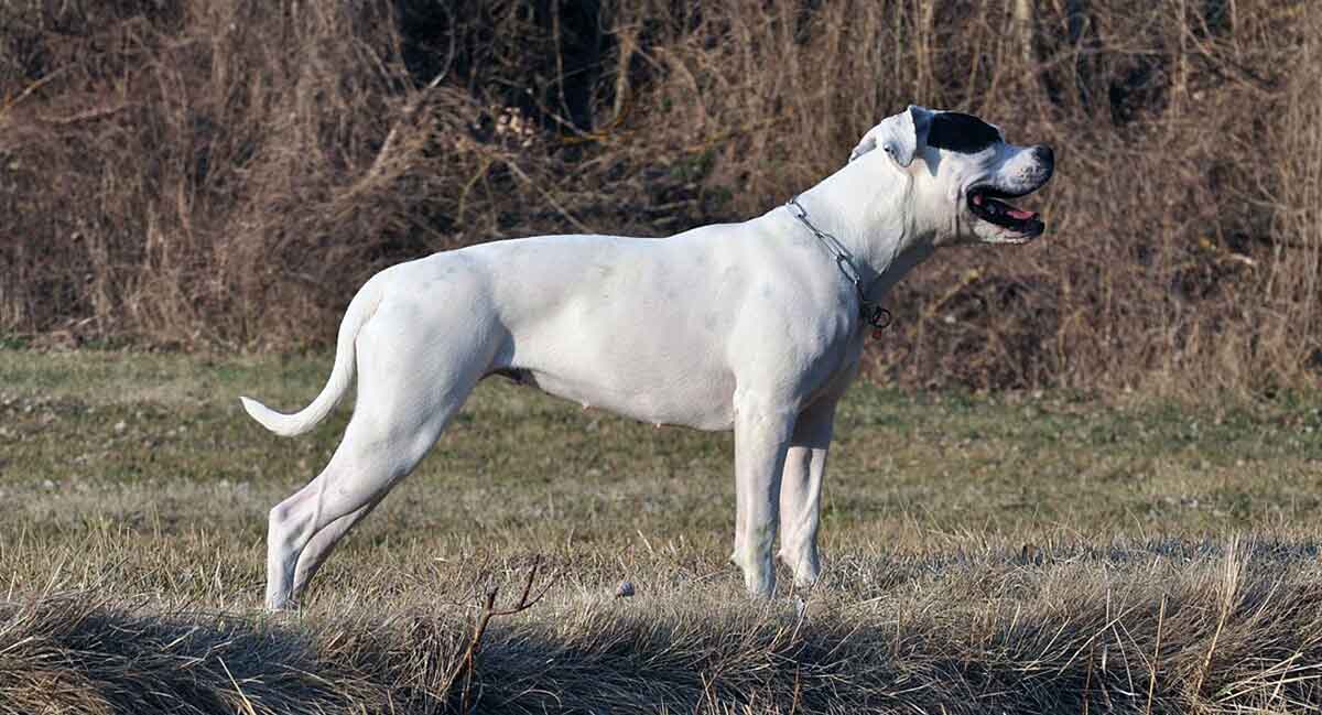 body profile of a bulldog