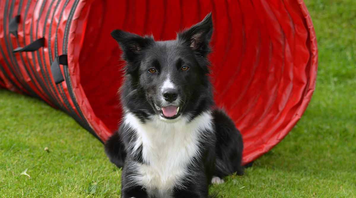 border collie sitting nature behind red dog tunnel