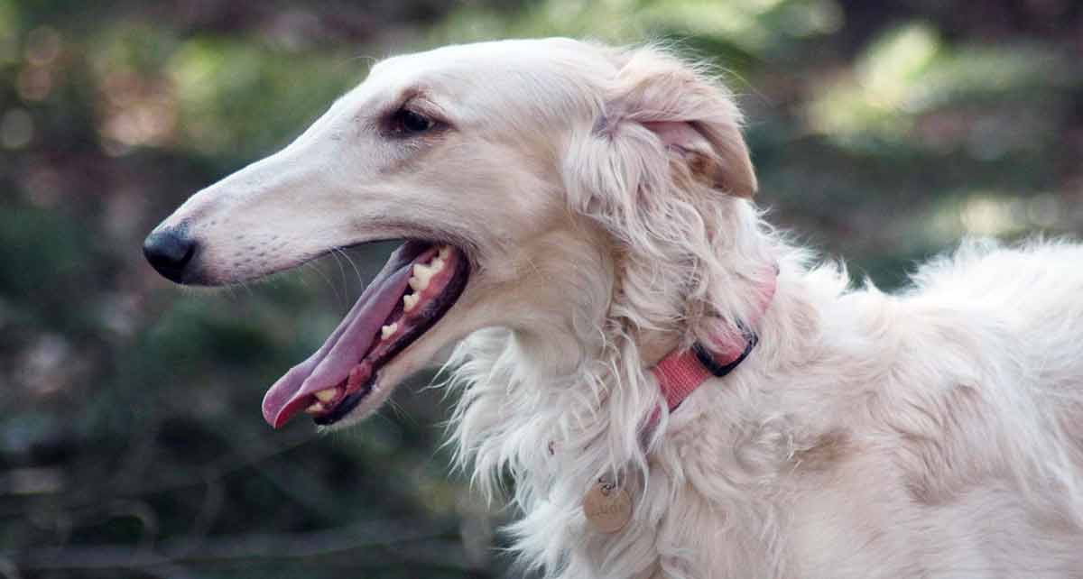 borzoi outdoors