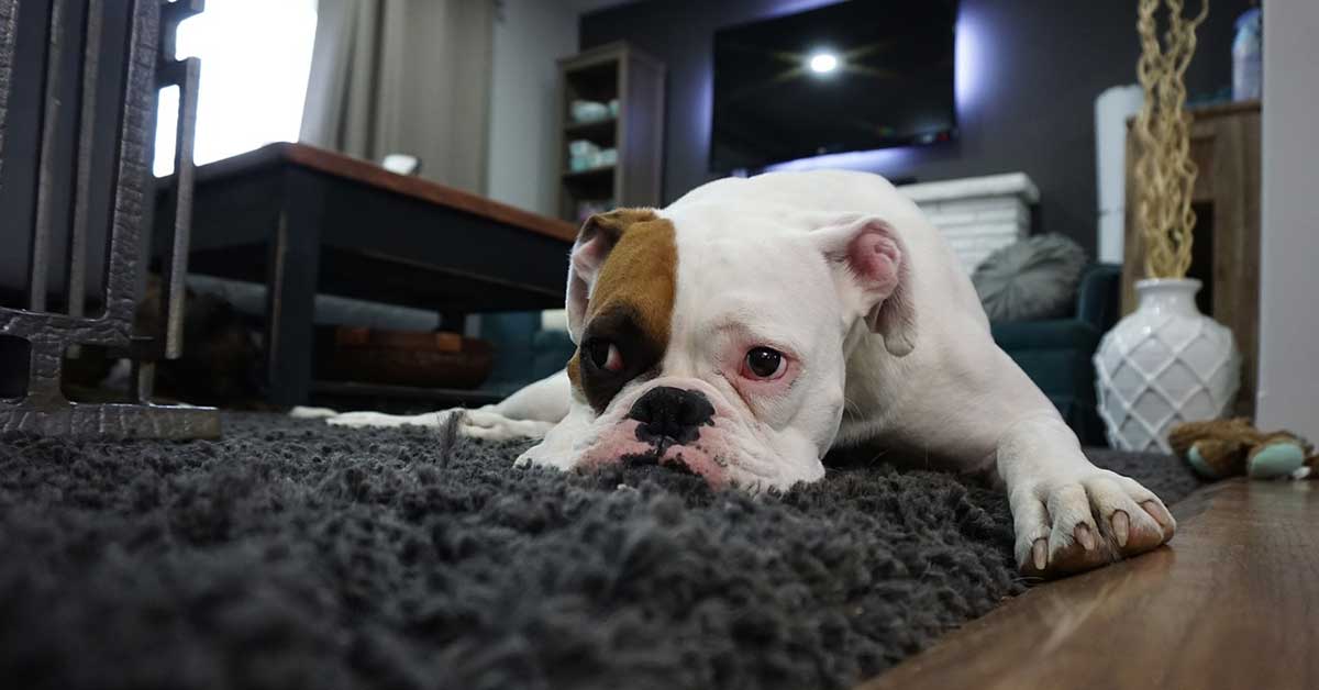 boxer dog lying on rug
