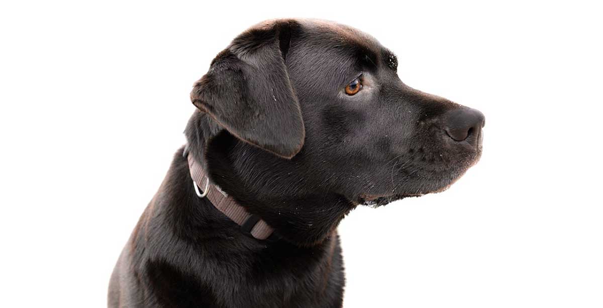 brown labrador