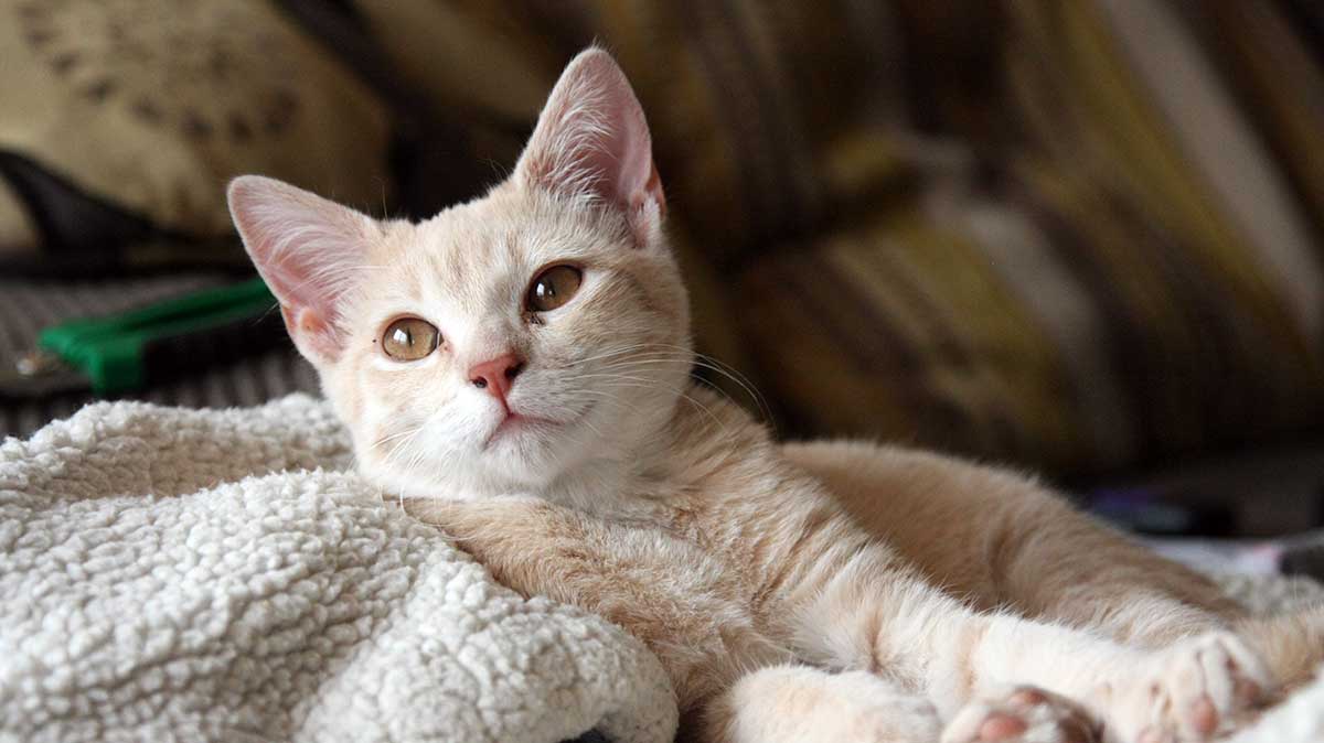 buff tabby kitten pexels