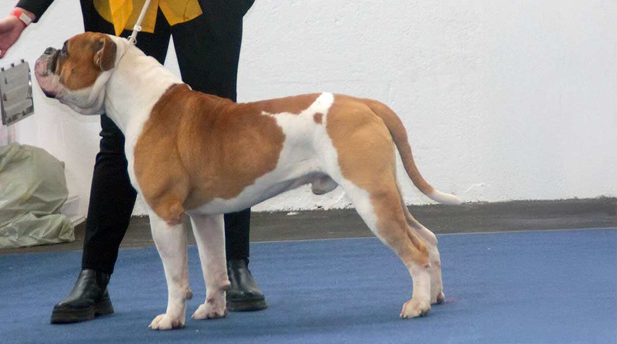 bulldog at a show