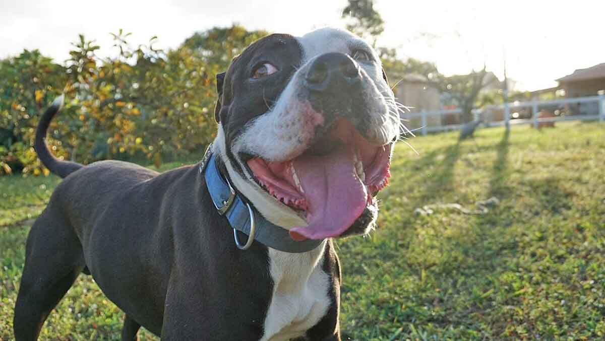 bulldog enjoying the sun