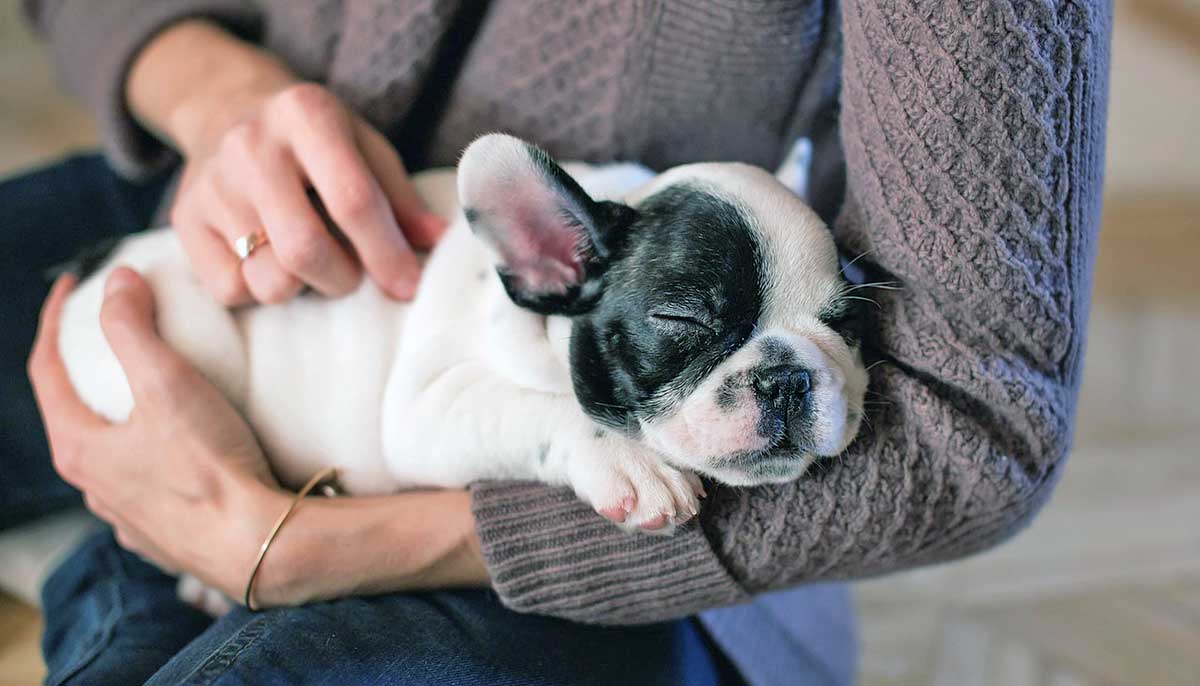 bulldog relaxing in owners arms