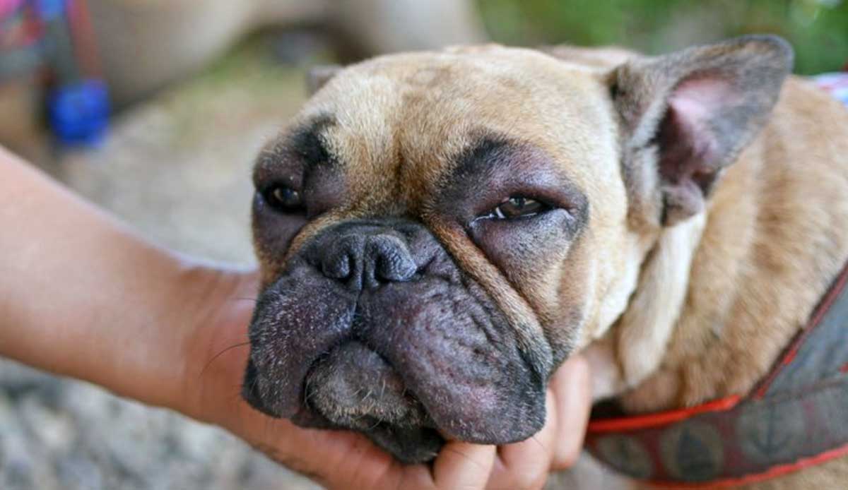 bulldog with swollen face