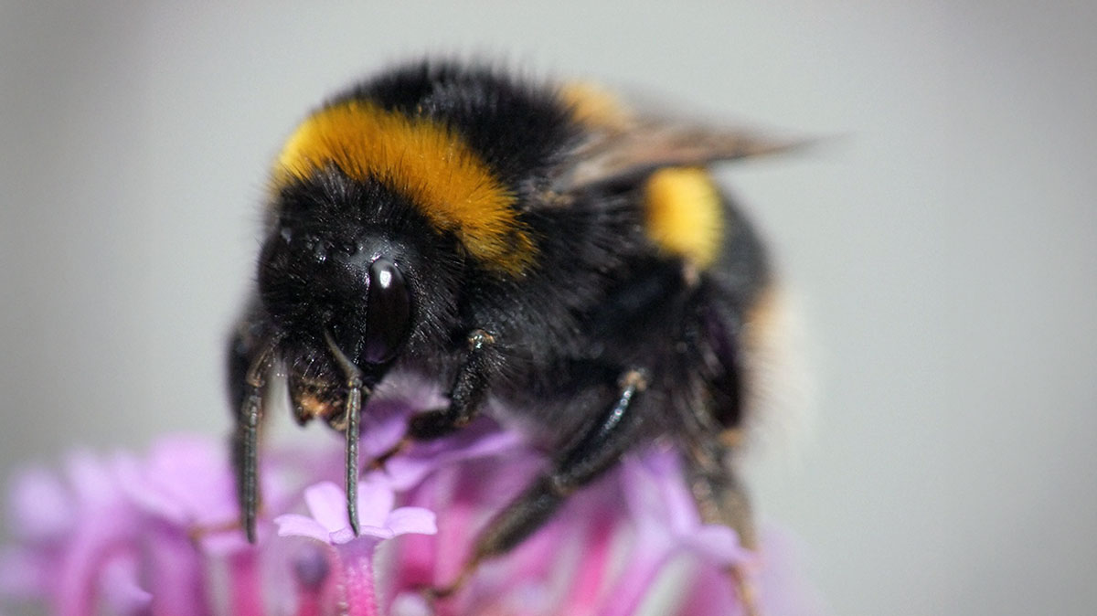 bumblebee on flower