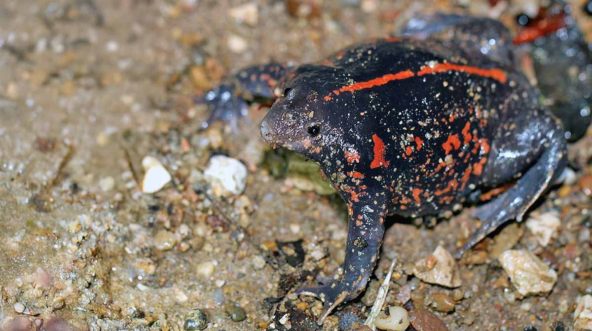 burrowing toad