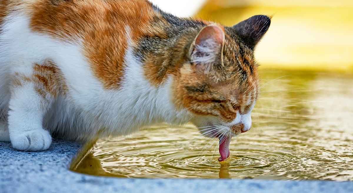 calico cat drinking water