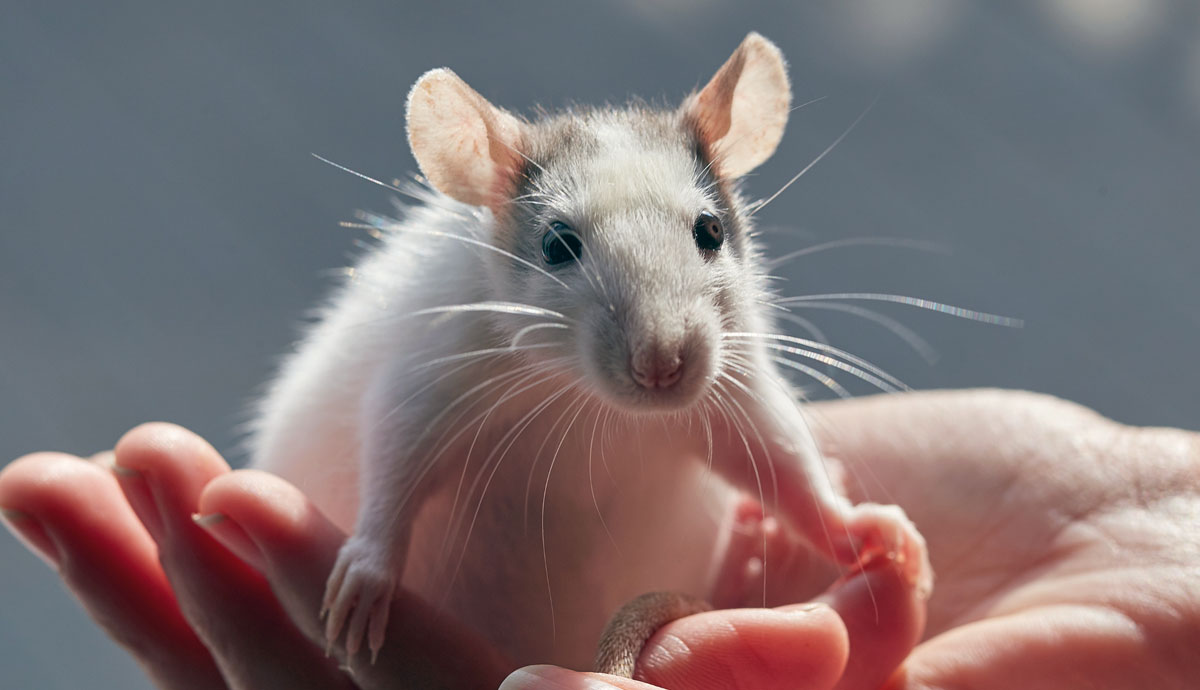 can a mouse pet what you need to know before bringing one home