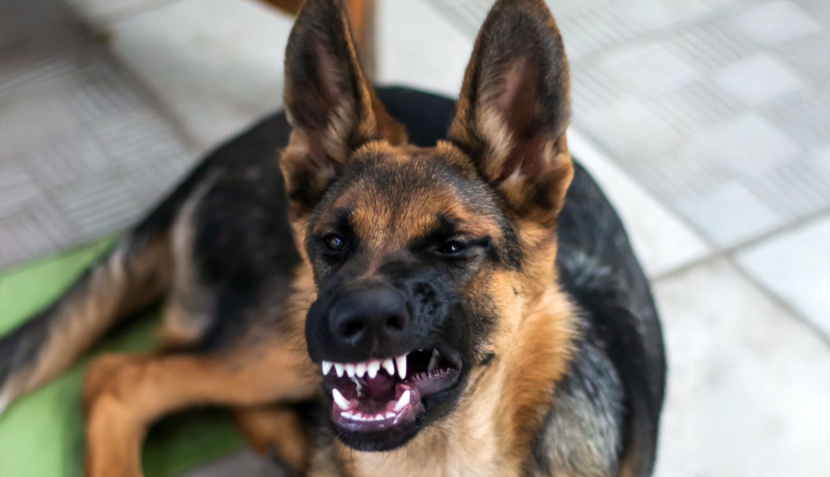 can dogs get hiccups