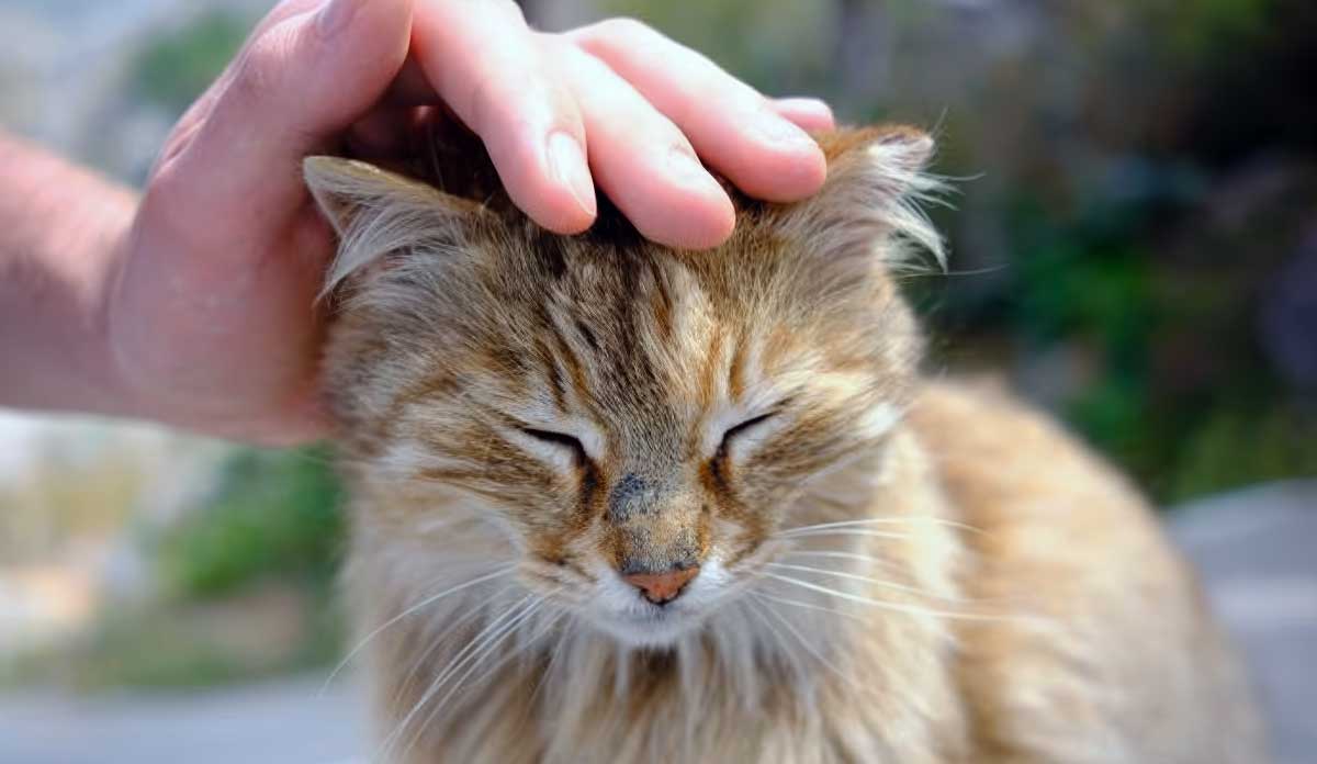 cat being petted