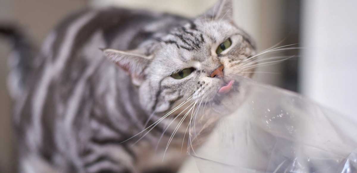 cat chewing on plastic