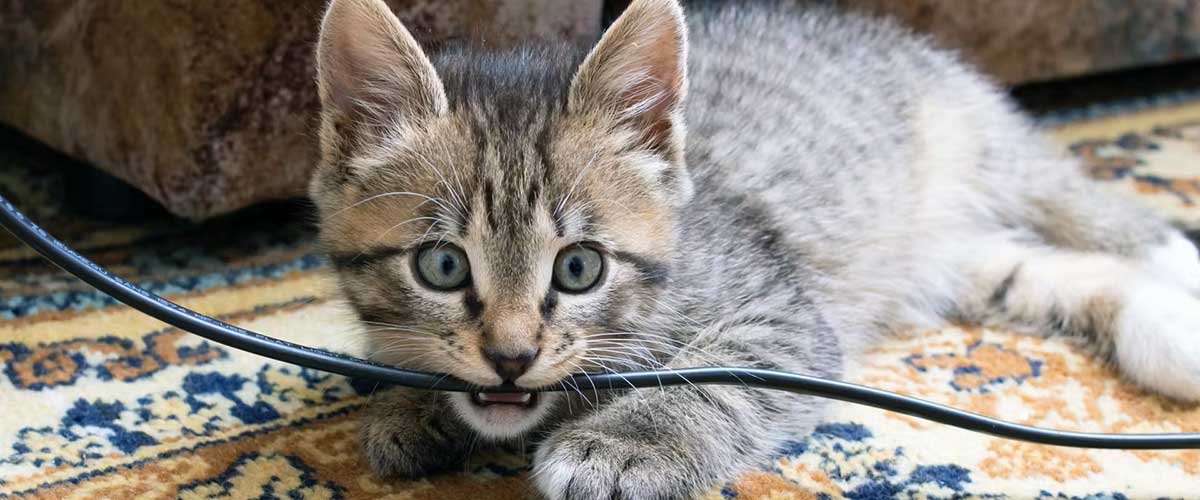 cat chewing on wire