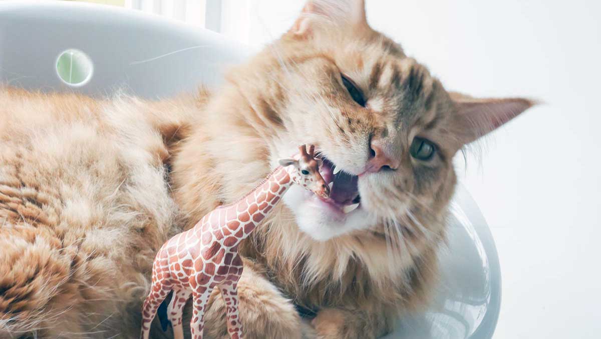 cat chewing plastic toy