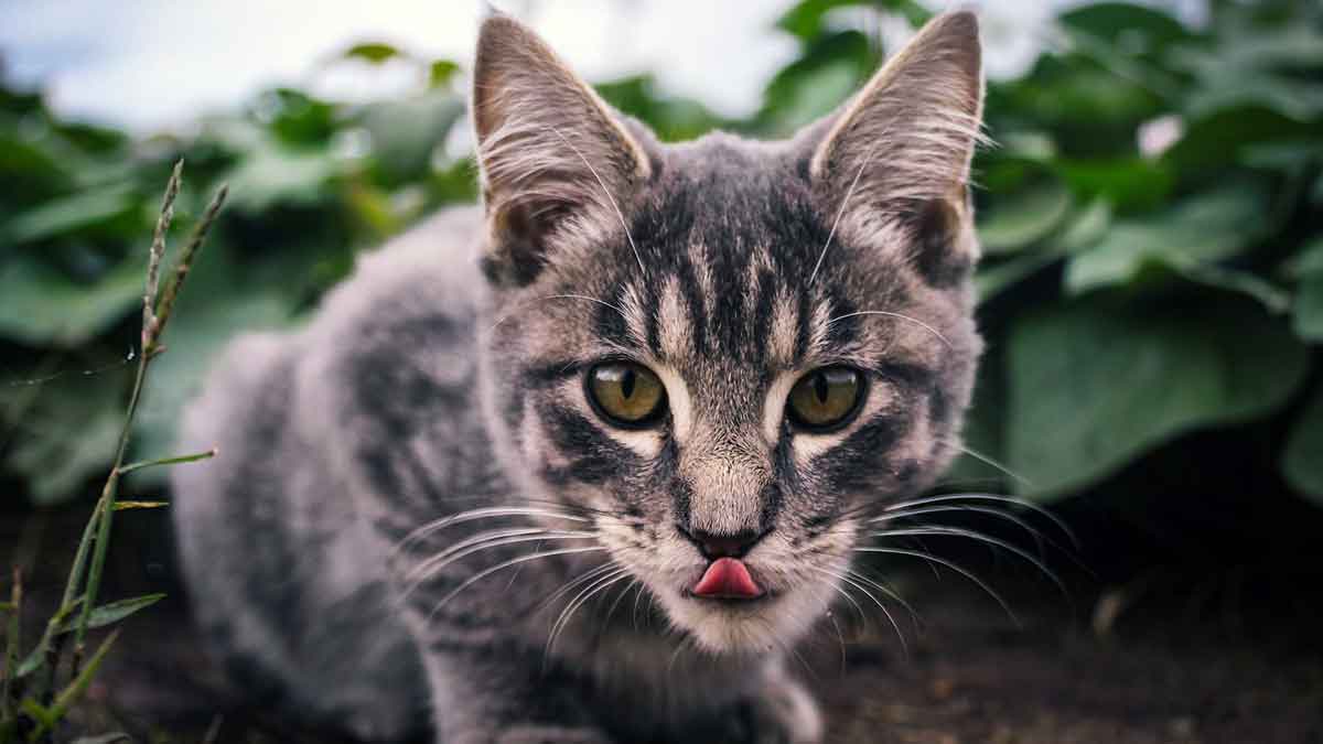 cat exploring with tongue out