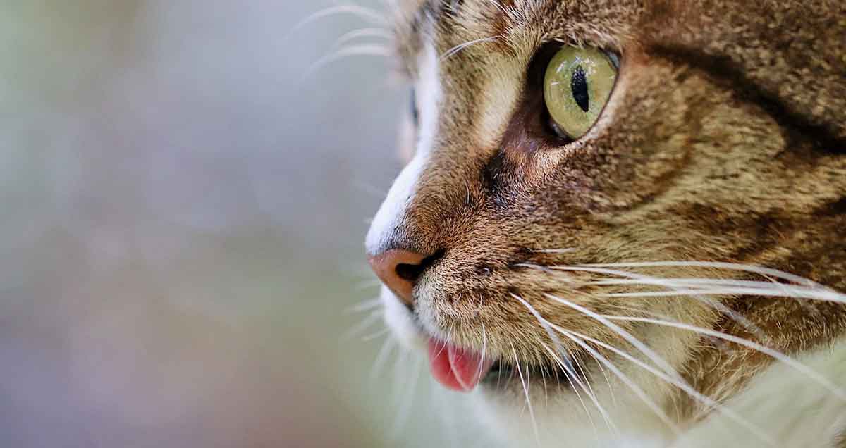 cat face tongue out
