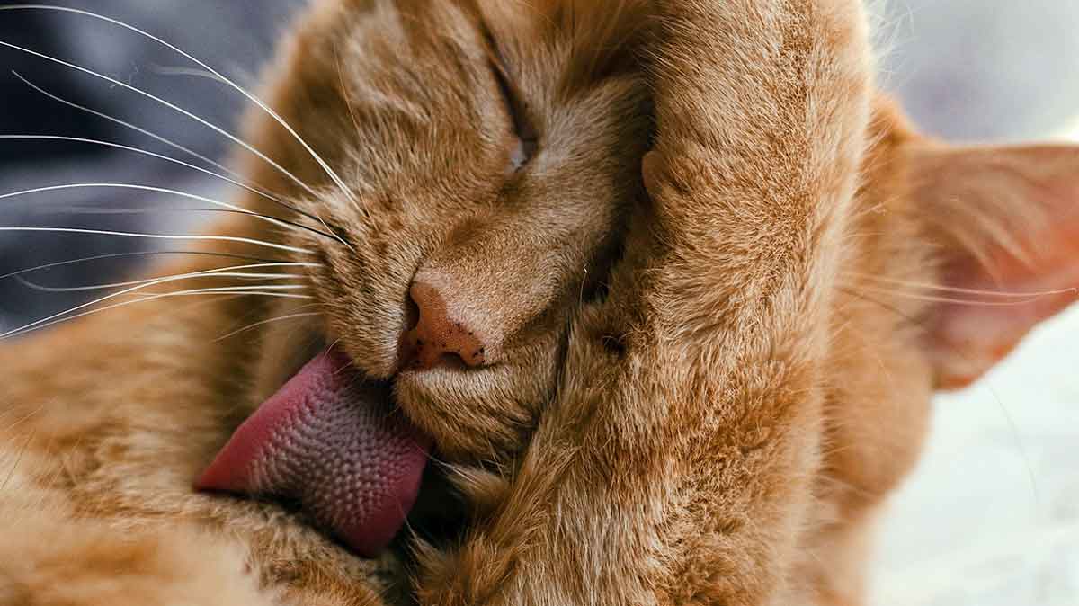 cat grooming with tongue