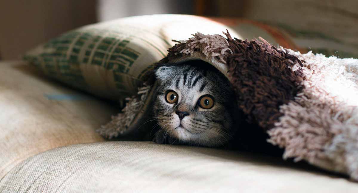cat hiding under blanket