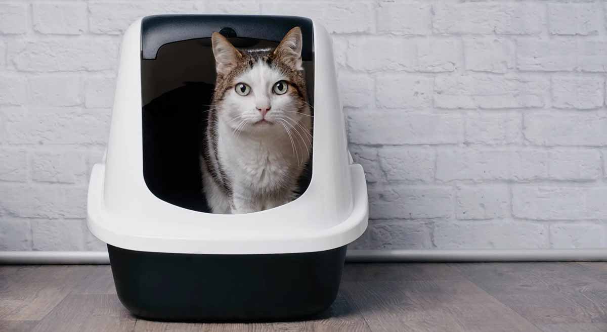 cat in litter tray