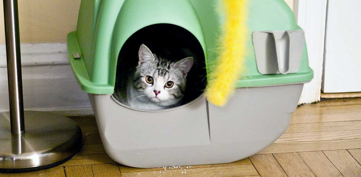 cat in litterbox