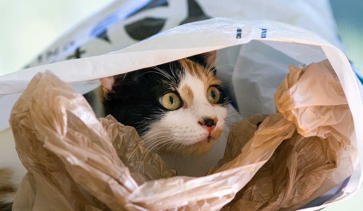cat in plastic bag