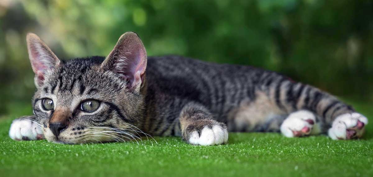 cat lay on grass