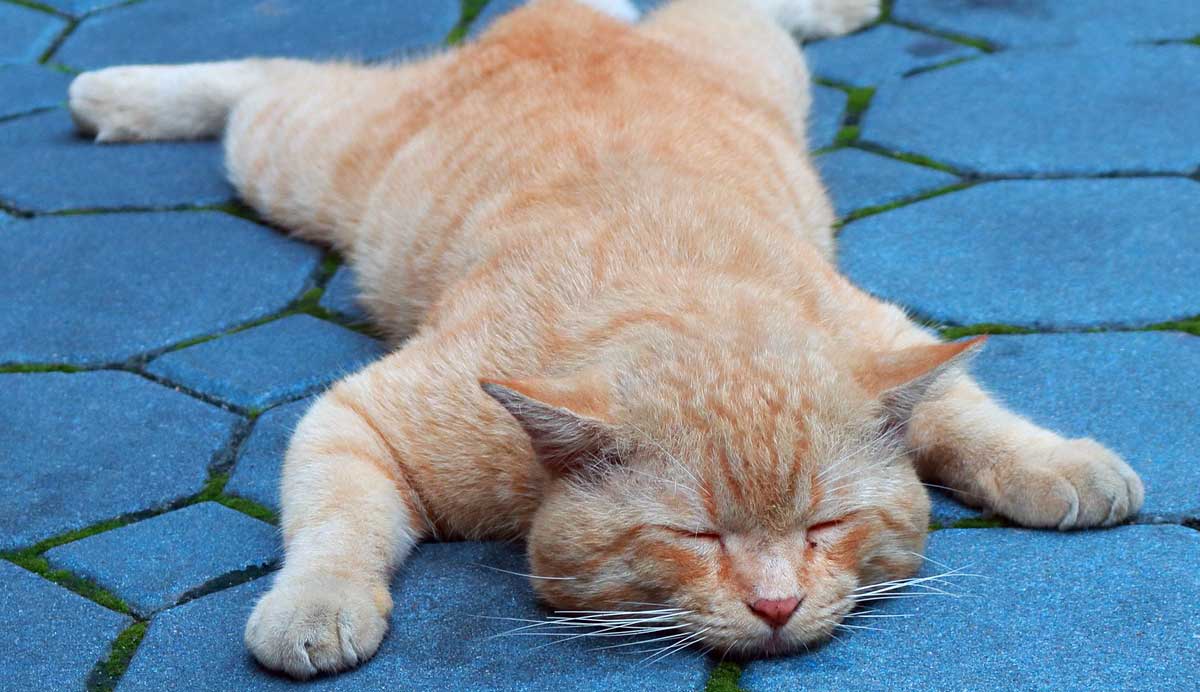 cat lay on pavement