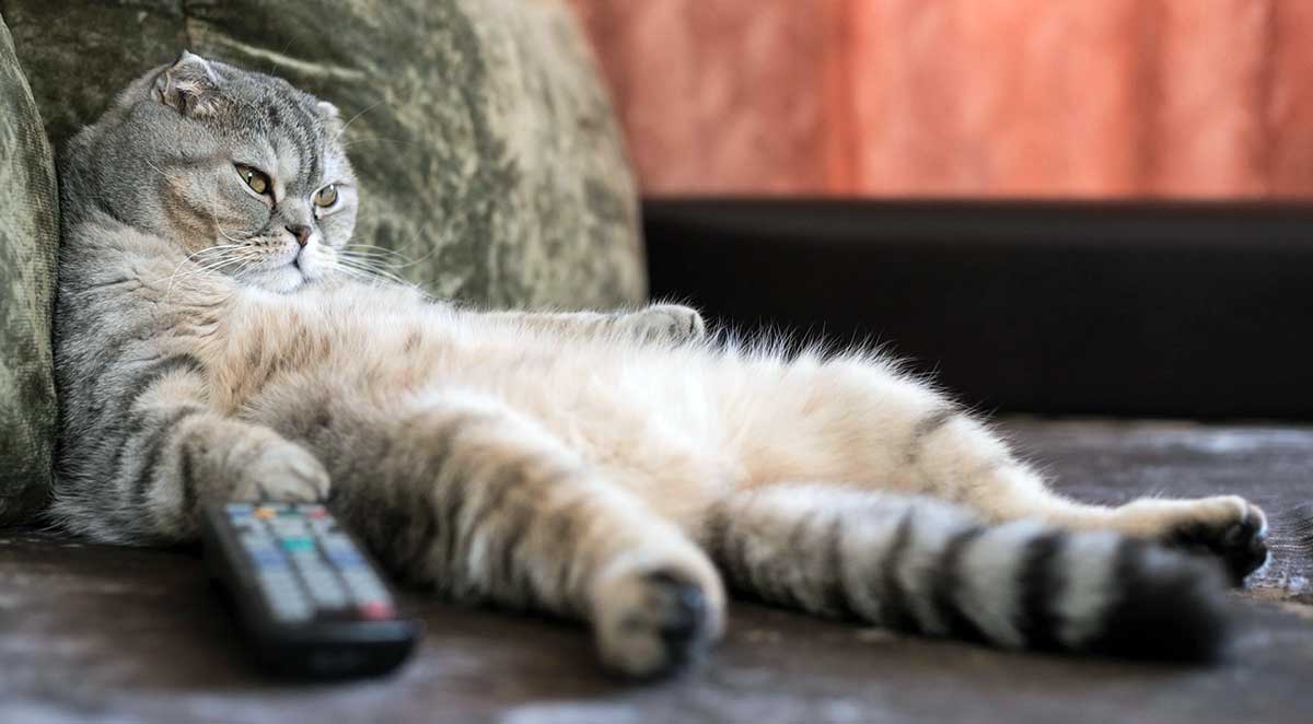 cat lazing near control