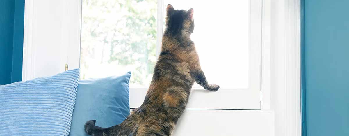 cat looking out of window