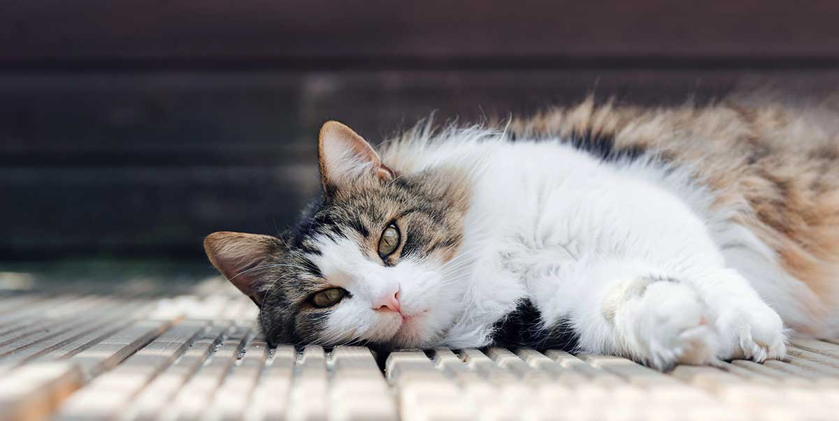 cat lying on walkway