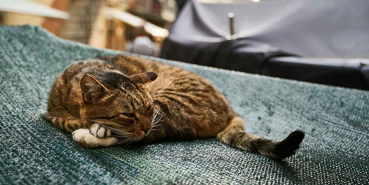 cat on fabric roof
