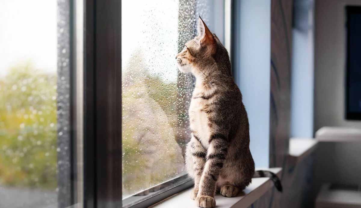 cat on window perch