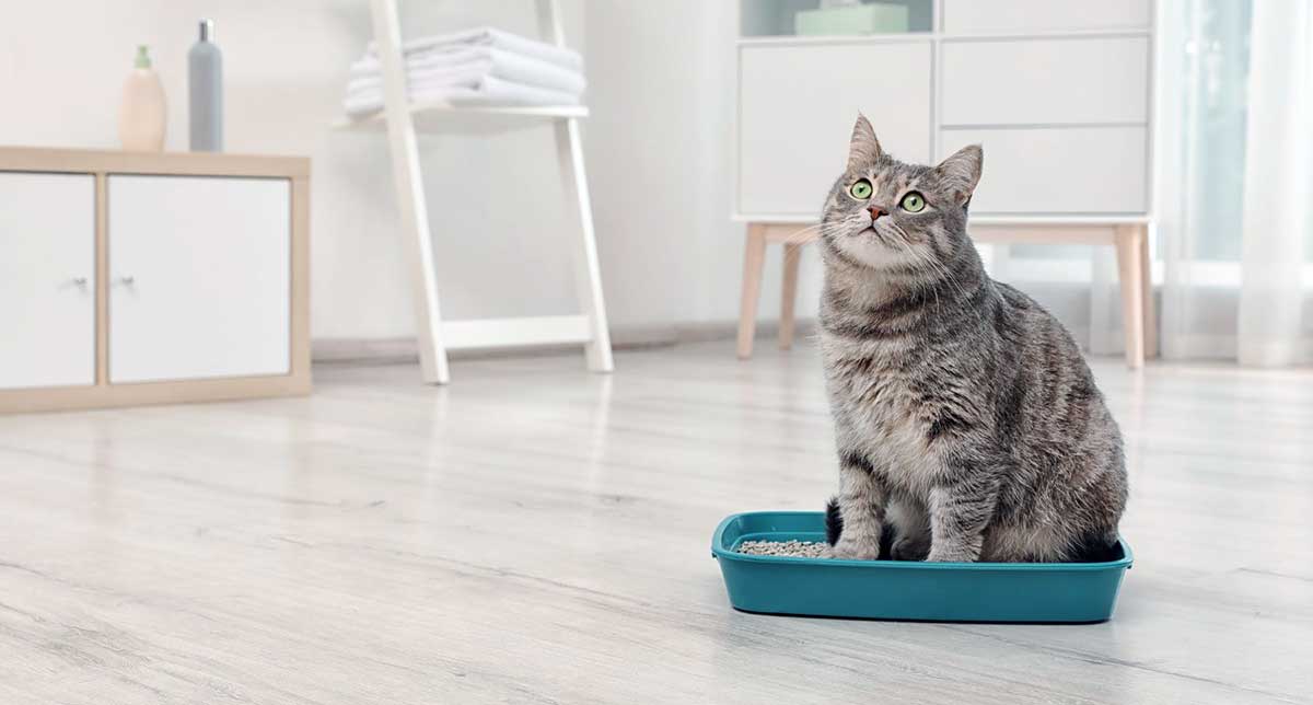 cat sitting in litter box