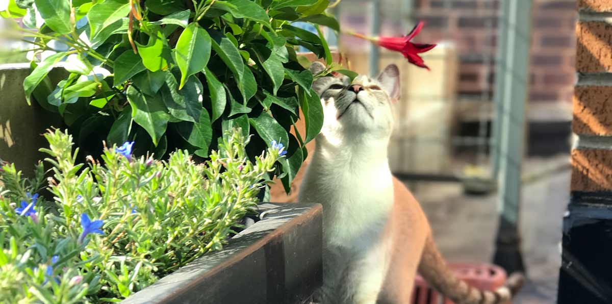 cat sniffing balcony plants
