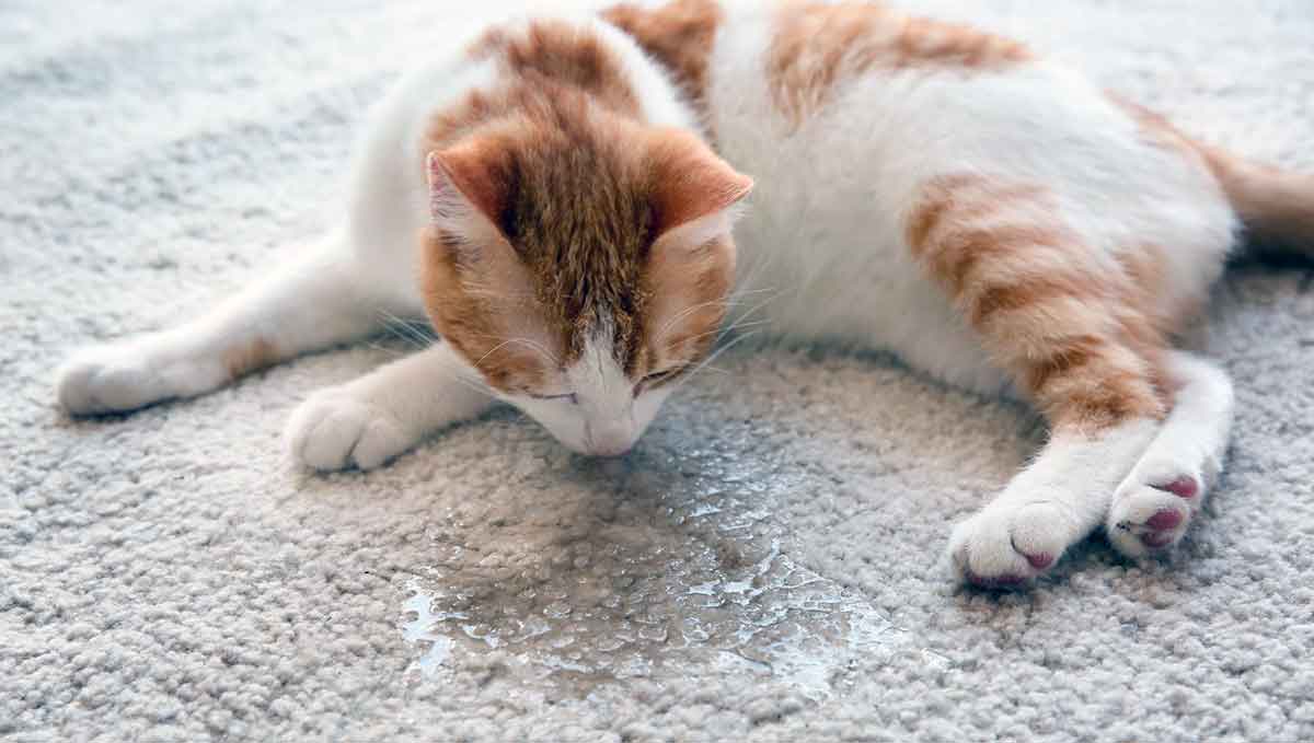 cat sniffing wet floor