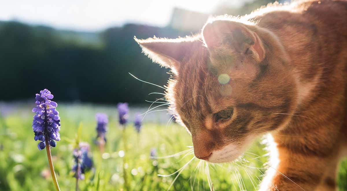 cat walking on grass