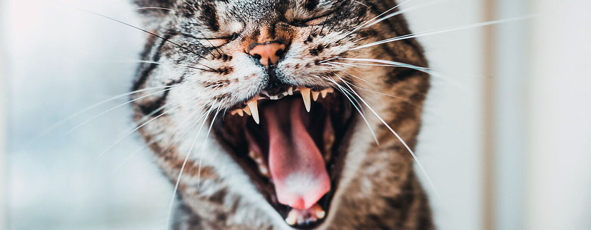 cats teeth closeup