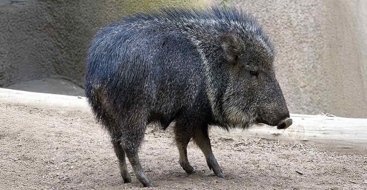 chacoan peccary zoo