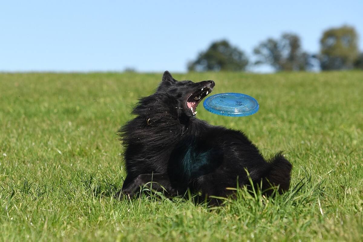 A black American shepherd catches a blue frisbee.