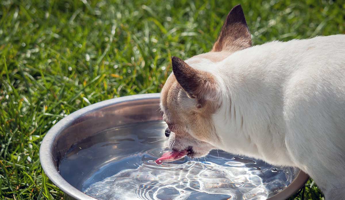 chihuahua drinking water from bowl