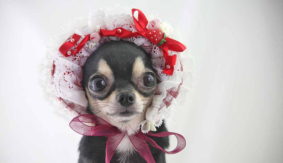 chihuahua with funny hat
