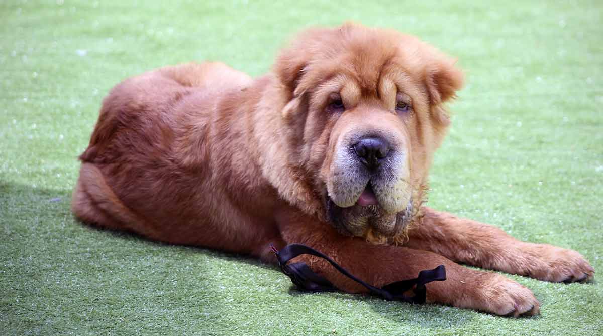 chinese shar pei sitting grass