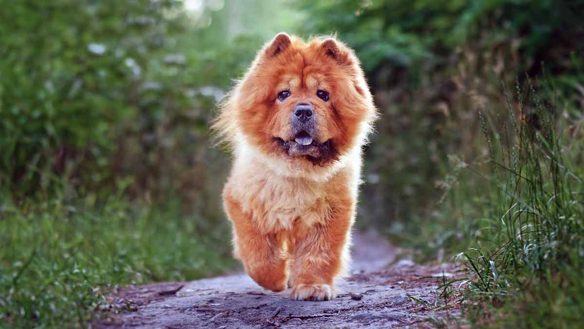 chow chow young puppy walking nature