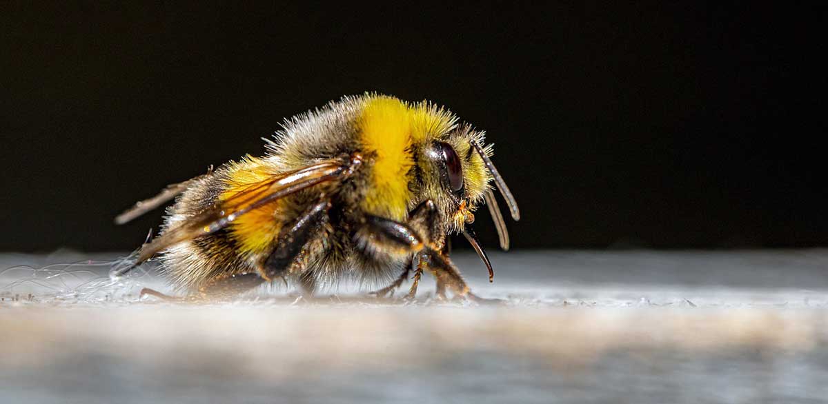 close up of bee