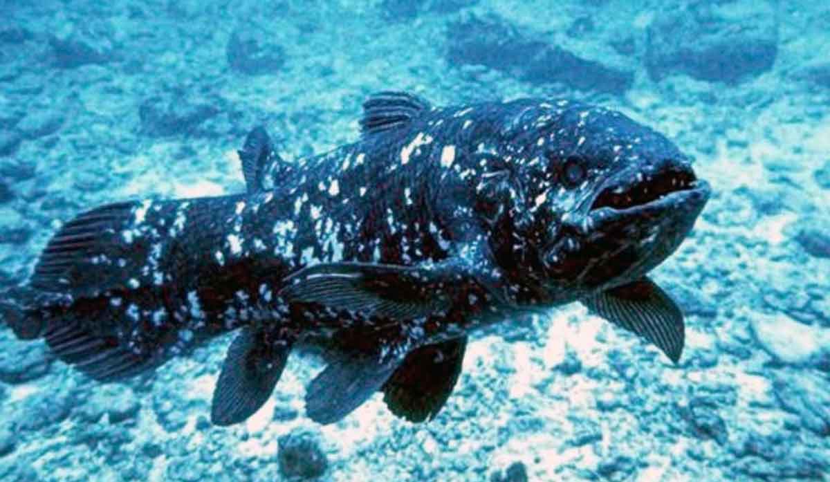 coelacanth ocean